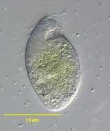 Image of Trimyema compressum