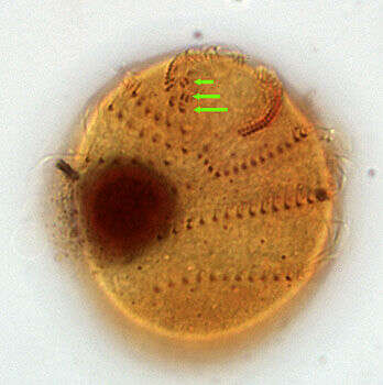 Trichostomatia的圖片