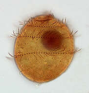 Trichostomatia的圖片