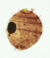 Image of Trichostomatia