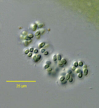 Image de Microcystaceae