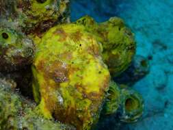 Image of Flagpole Frogfish