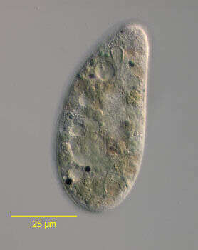 Image of Nassophorea