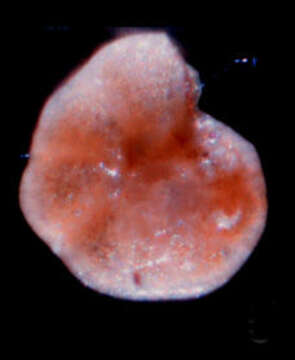 Image of Anomalinidae