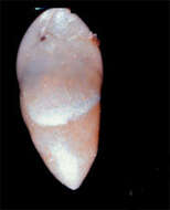 Image of Bulimina kamedaensis Matsunaga 1963