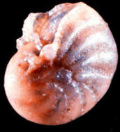 Image of Cribroelphidium kannonjiense Matsunaga 1963