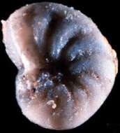 Image of Cribroelphidium imanishii Asano 1953
