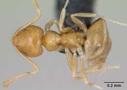 Image of Little yellow ant