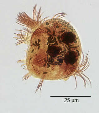 Image of Epalxella exigua Penard 1922