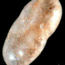 Image de <i>Elphidium etigoense</i>