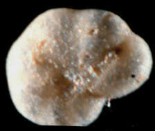 Image of <i>Elphidium etigoense</i>