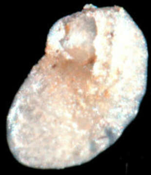 Image of Elphidium hokkaidoense Asano 1950