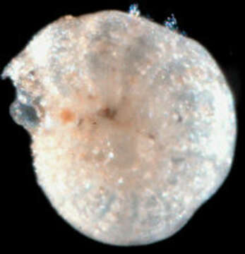 Image of Elphidium hokkaidoense Asano 1950