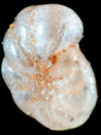 Image of <i>Elphidium subgranulosum</i>