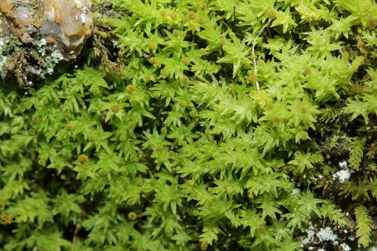 Image of aulacomnium moss