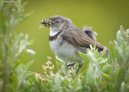 Image of White-fronted Chat