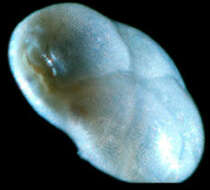 Image of Globocassidulina neobrocha Nomura 1983