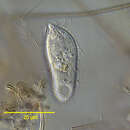 Image of <i>Rhopalophrya gracilis</i> Kahl 1926
