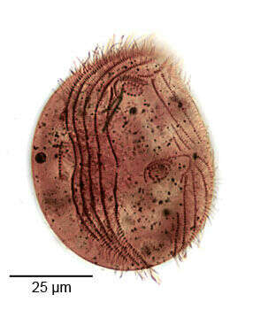 Imagem de Pseudochilodonopsis piscatoris (Blochmann 1895) Foissner 1979