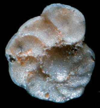 Image of Planulinidae