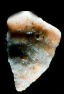 Image of Textulariida