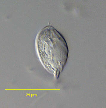 Image of Trochilia sigmoides