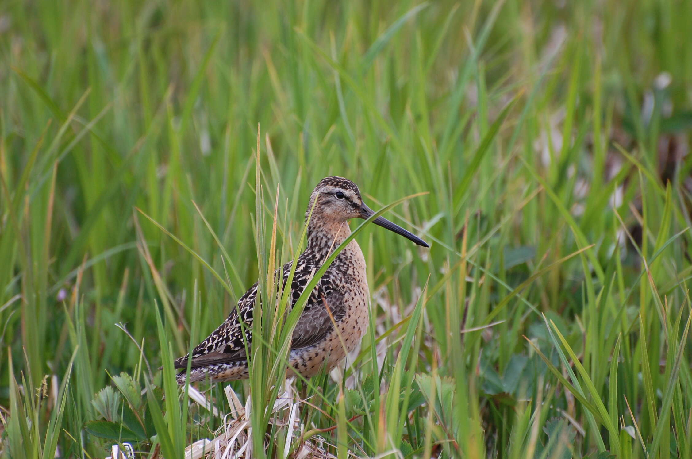 Image of Short-billed Dowitcher