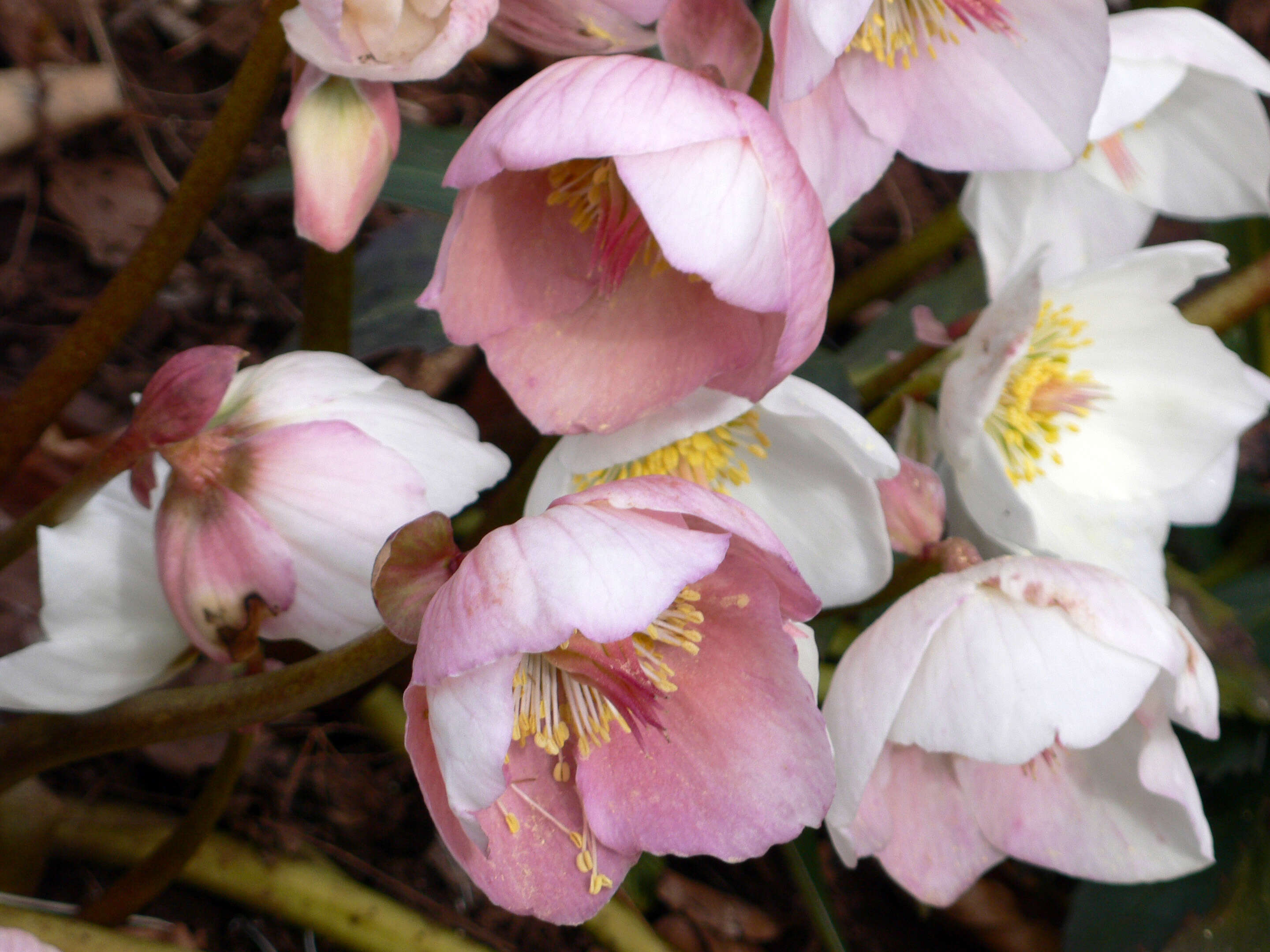 Image of black hellebore