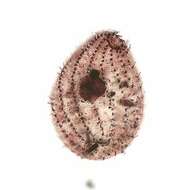 Image of Platyophrya vorax