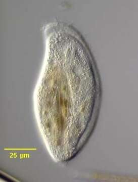 Image of Chilodonellidae