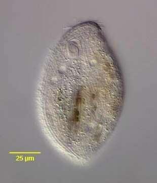 Image of Chilodonellidae