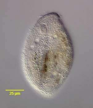 Imagem de Pseudochilodonopsis polyvacuolata Foissner & Didier 1981