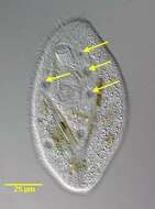 Image of Chilodonellidae