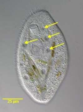 Image of Chilodonellidae