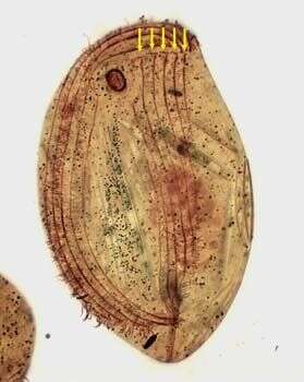 Imagem de Pseudochilodonopsis polyvacuolata Foissner & Didier 1981