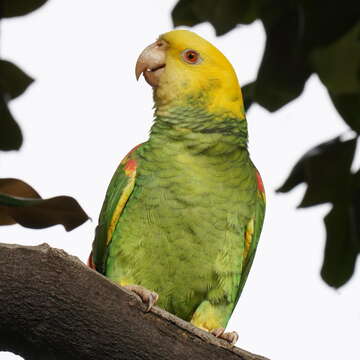 Image of Yellow-headed Parrot, Yellow-headed Amazon