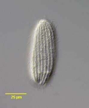 Image of Acropisthiidae