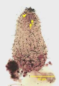 Fuscheria terricola resmi