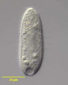 Fuscheria terricola resmi