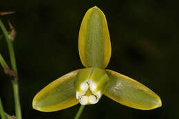 Image de Albuca cooperi Baker