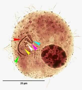 Image of Cinetochilum margaritaceum