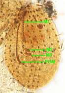 Image of Pleuronematida