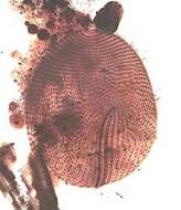 Image of Disematostoma buetschlii Lauterborn 1894