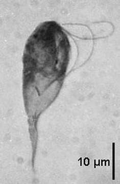 Image of Chilomastix caulleryi