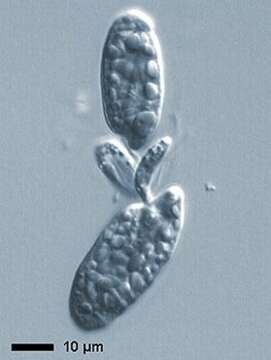 صورة Colpodella perforans (Hollande 1938) Patterson & Zöllfel 1991