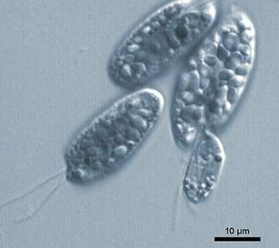 Image of Colpodella perforans (Hollande 1938) Patterson & Zöllfel 1991