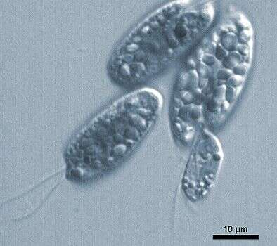 صورة Colpodella perforans (Hollande 1938) Patterson & Zöllfel 1991