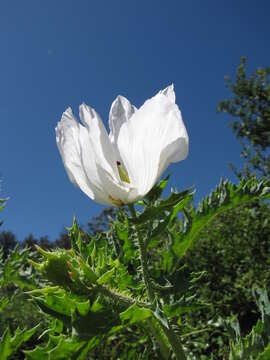 Image of Hawaiian prickly poppy