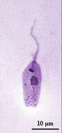 Image of Crithidia luciliae