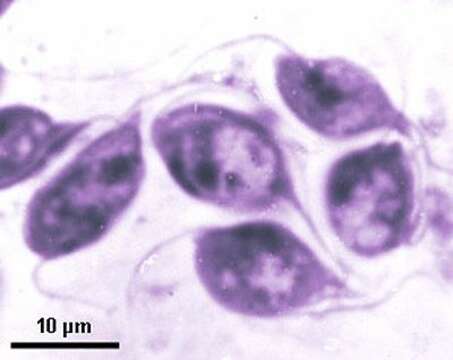 Image of Cryptobia intestinalis (Léger 1905)